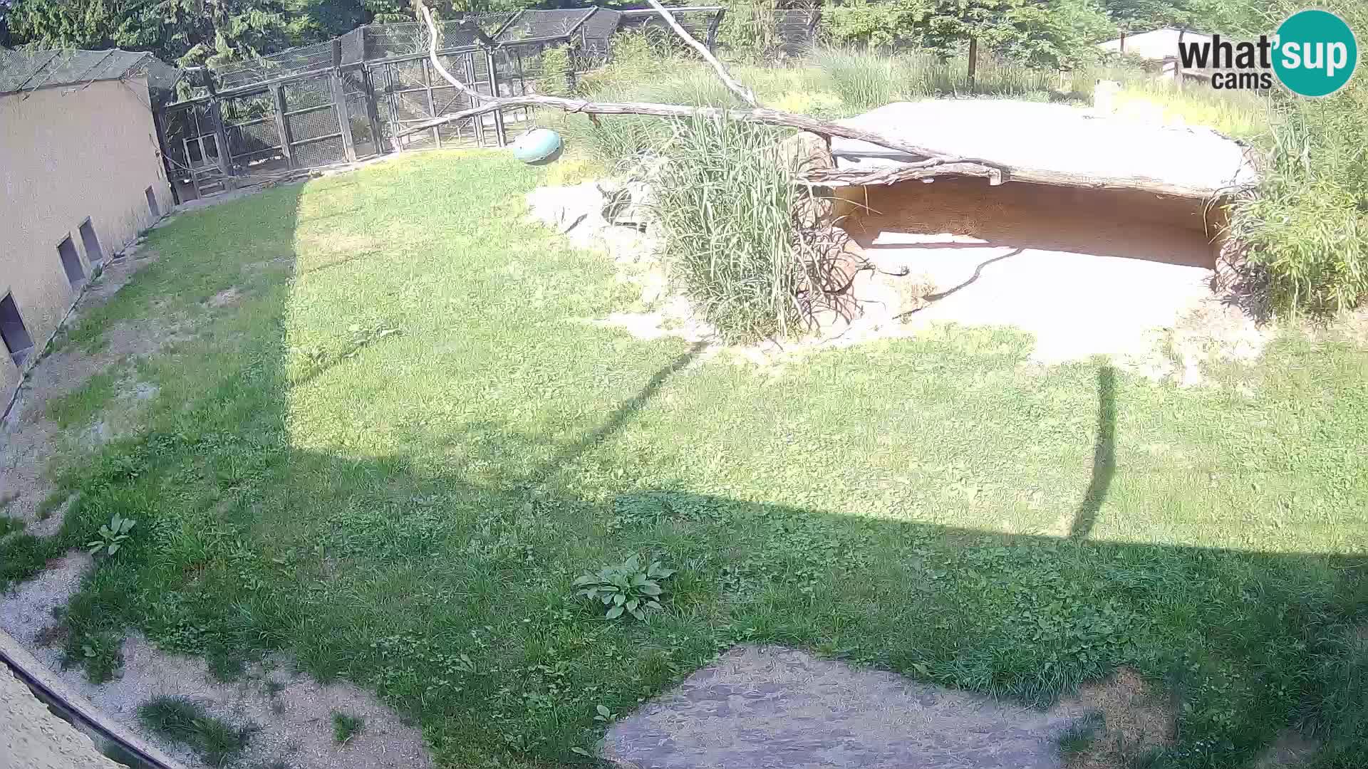 Lavovi web kamera uživo u ljubljanskom zoološkom vrtu – Slovenija
