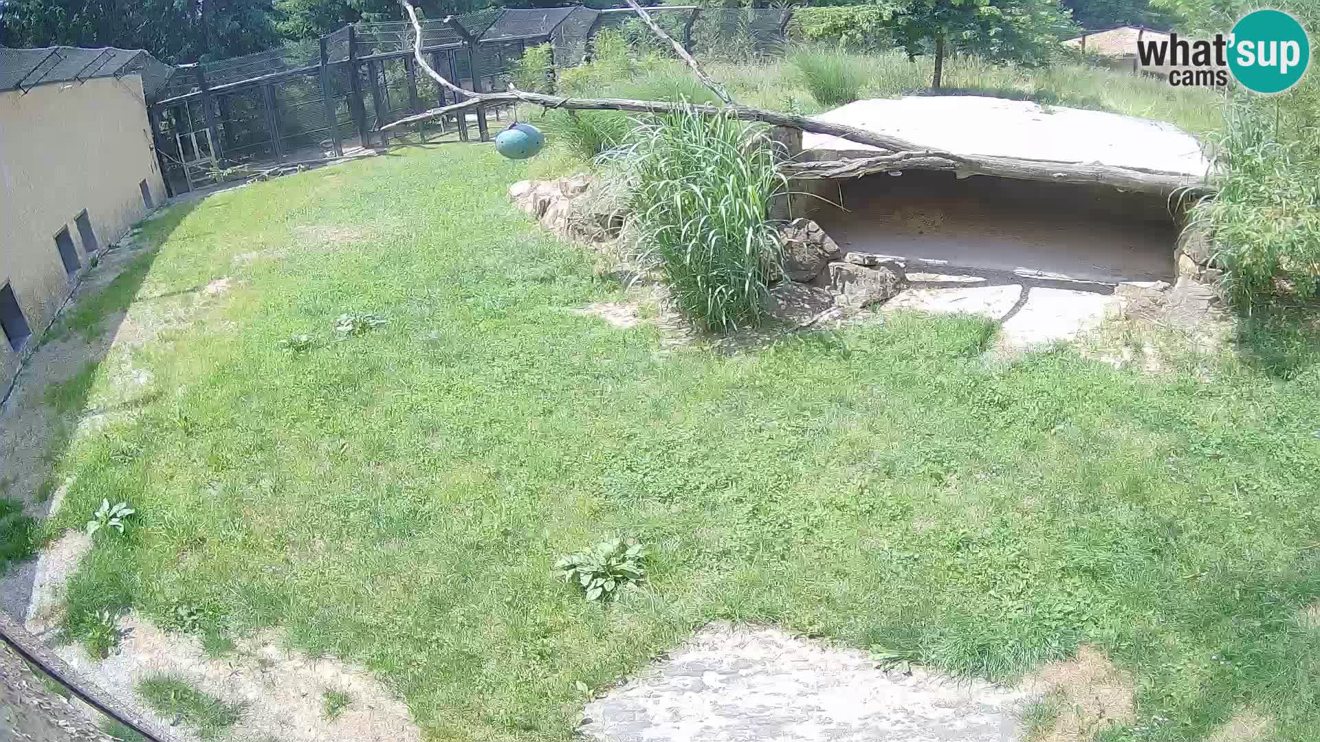 Lavovi web kamera uživo u ljubljanskom zoološkom vrtu – Slovenija