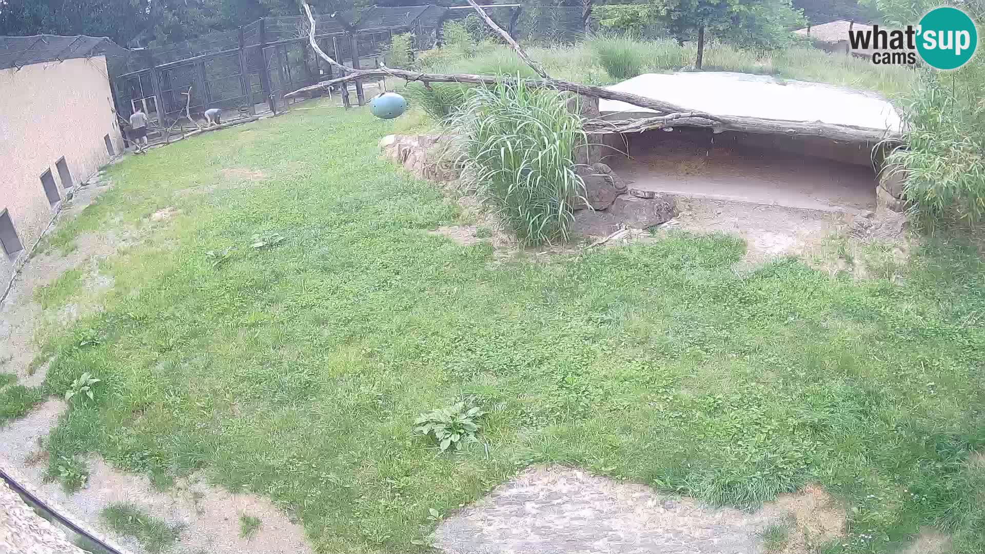 Lavovi web kamera uživo u ljubljanskom zoološkom vrtu – Slovenija