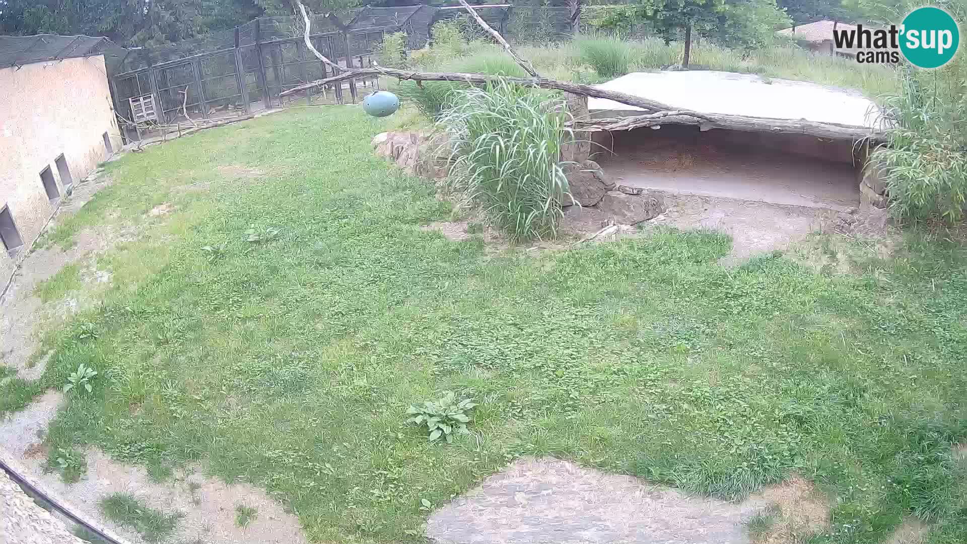 Lavovi web kamera uživo u ljubljanskom zoološkom vrtu – Slovenija