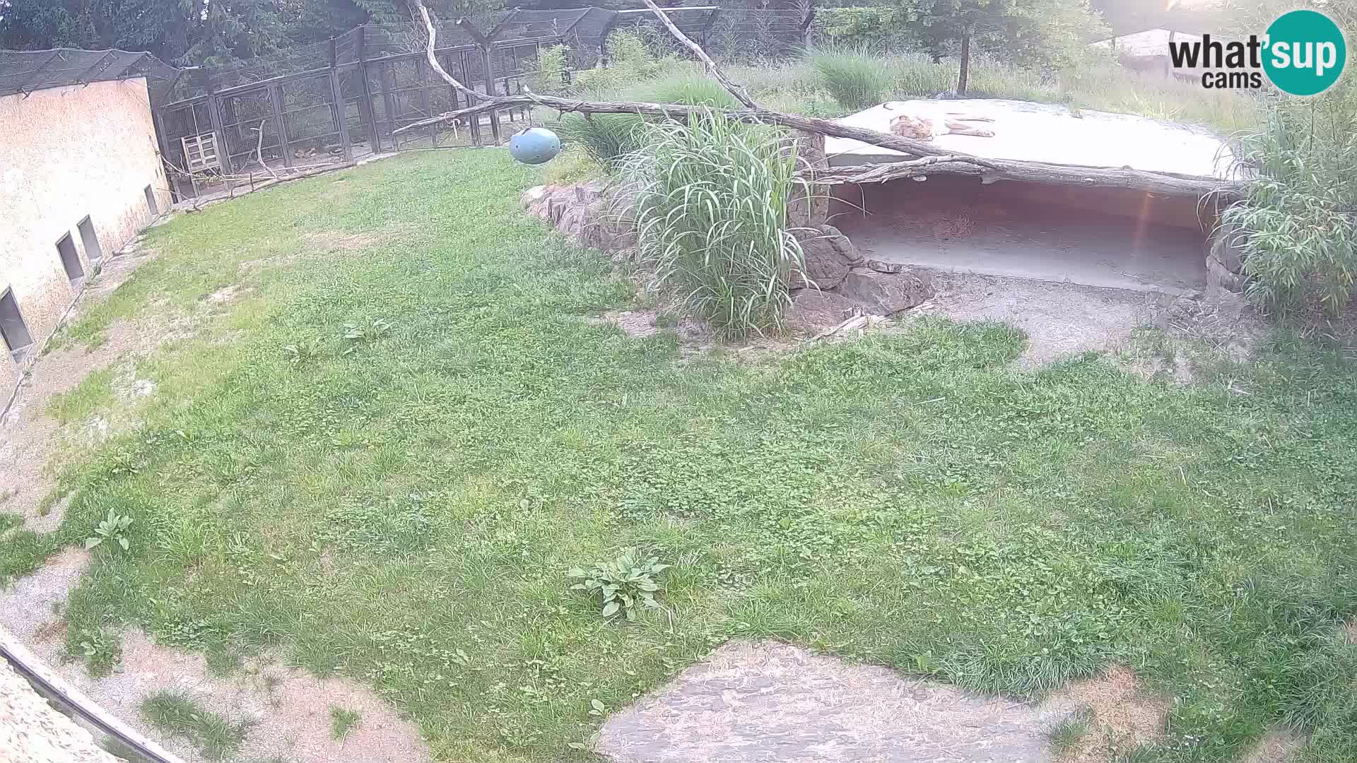Löwe live Webcam im Zoo von Ljubljana – Slowenien