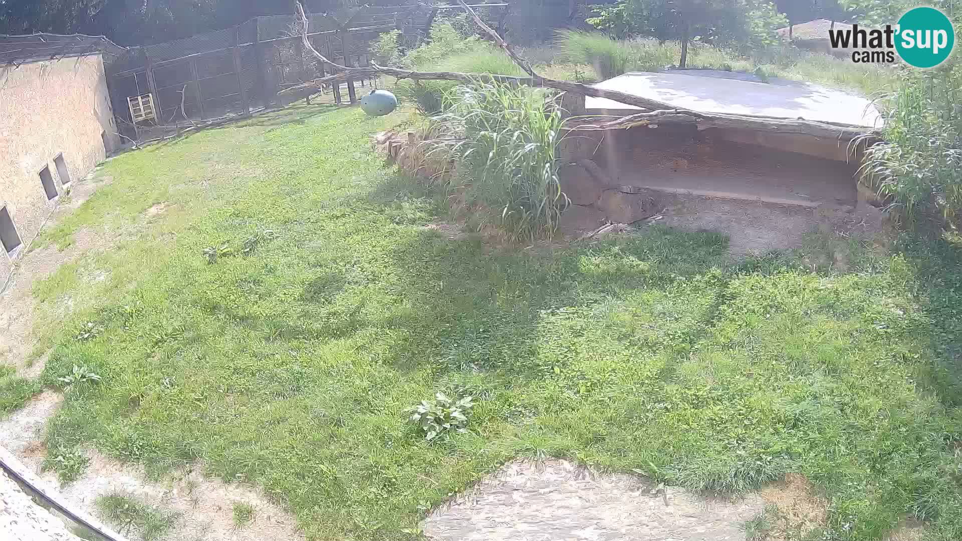 LEONE live Webcam nello zoo di Lubiana – Slovenia