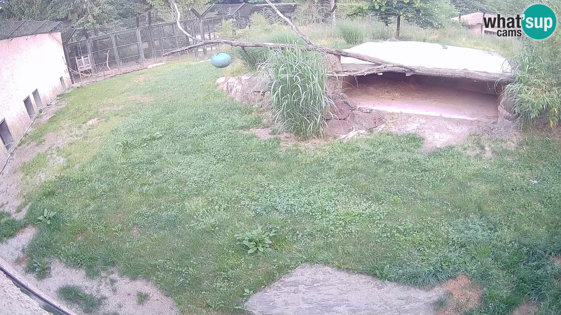 LION live Webcam in Ljubljana Zoo – Slovenia