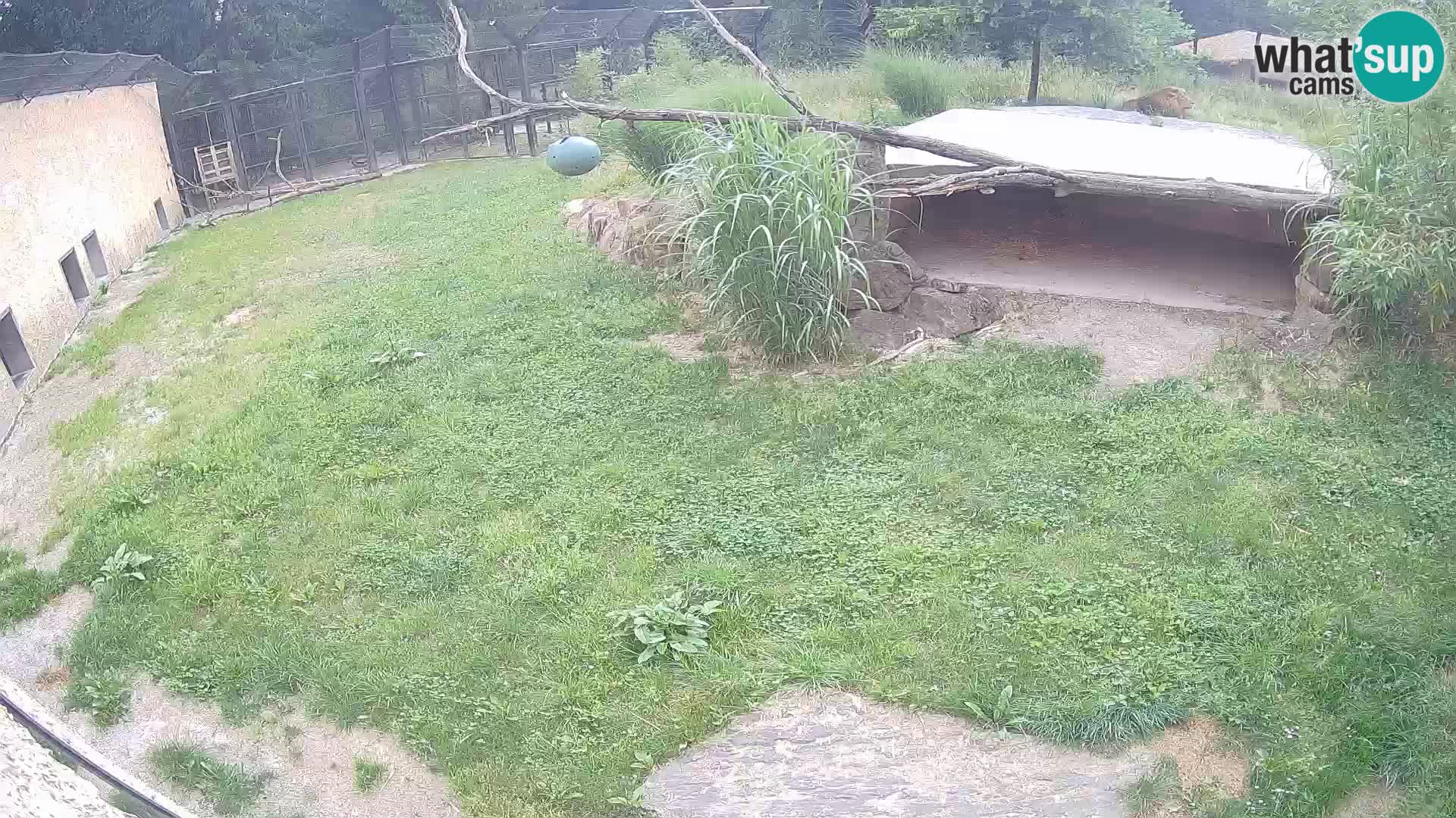 Löwe live Webcam im Zoo von Ljubljana – Slowenien