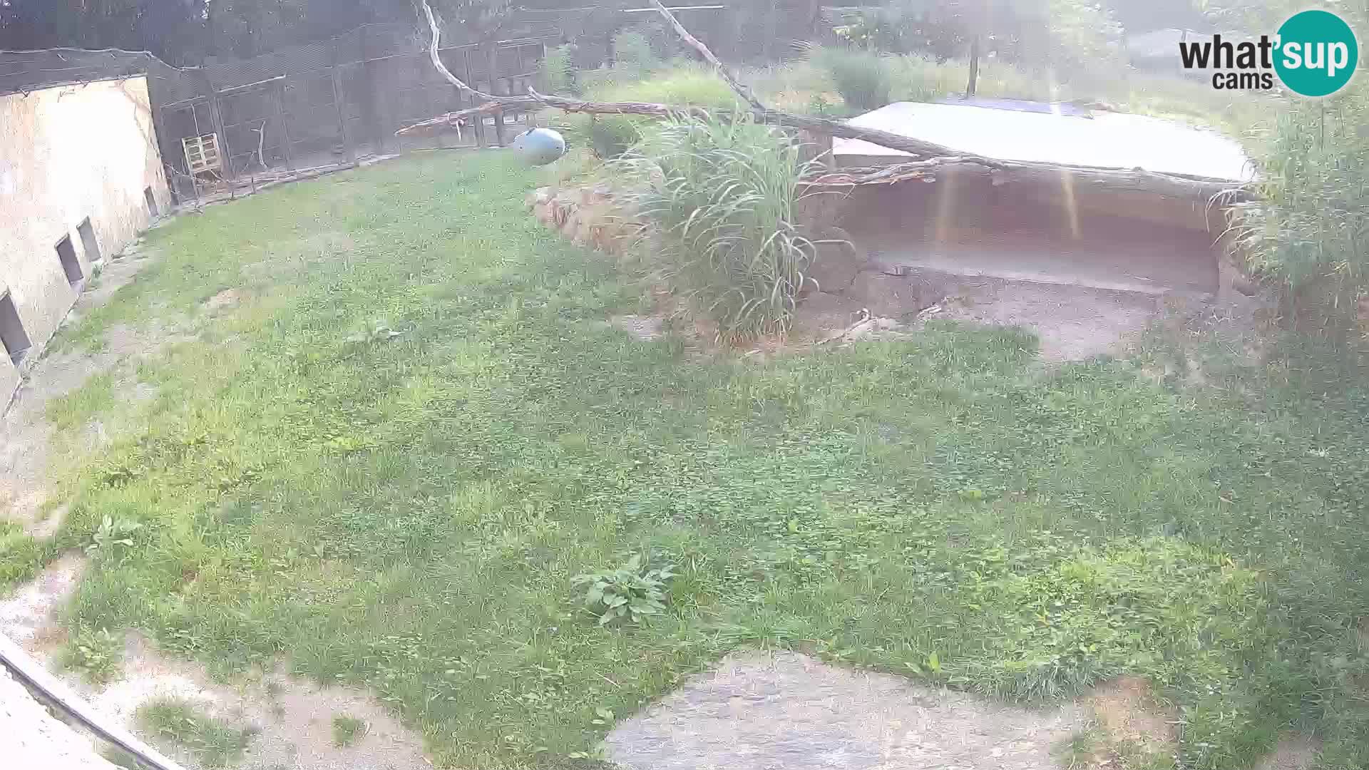 LEVI spletna kamera v živalskem vrtu Ljubljana Zoo