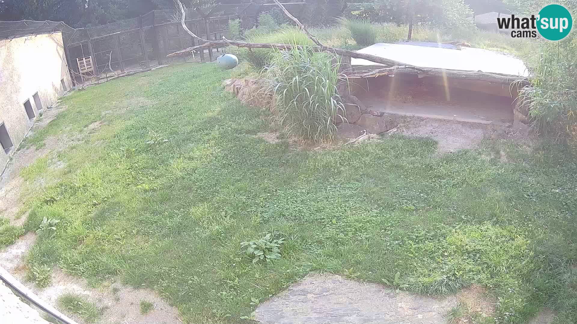 Löwe live Webcam im Zoo von Ljubljana – Slowenien
