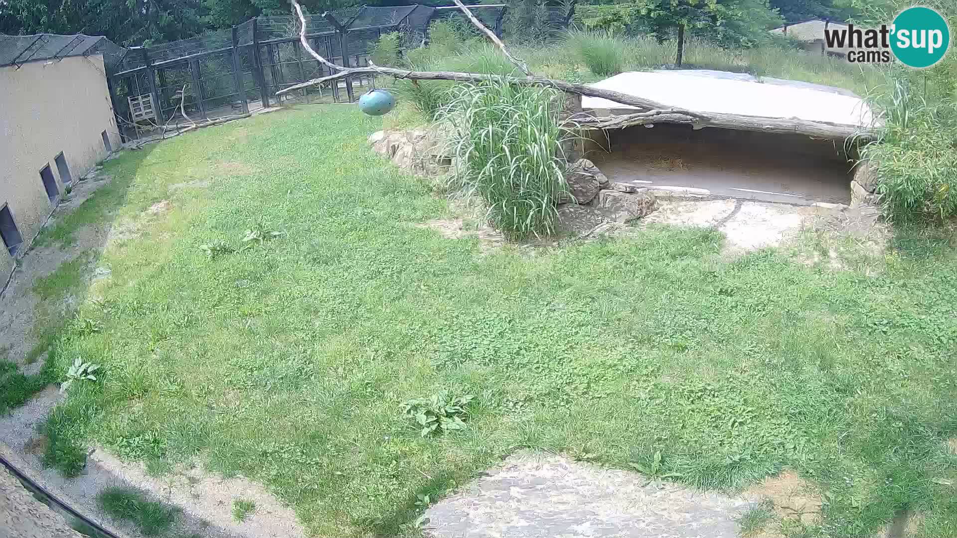 LION live Webcam in Ljubljana Zoo – Slovenia