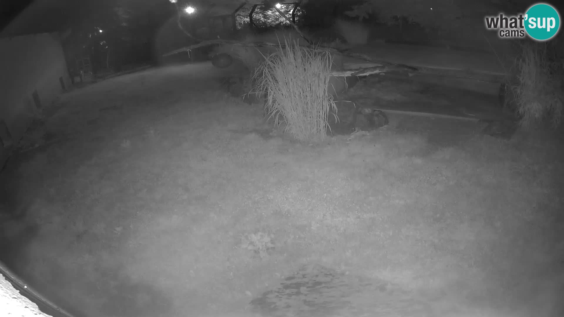 LION live Webcam in Ljubljana Zoo – Slovenia