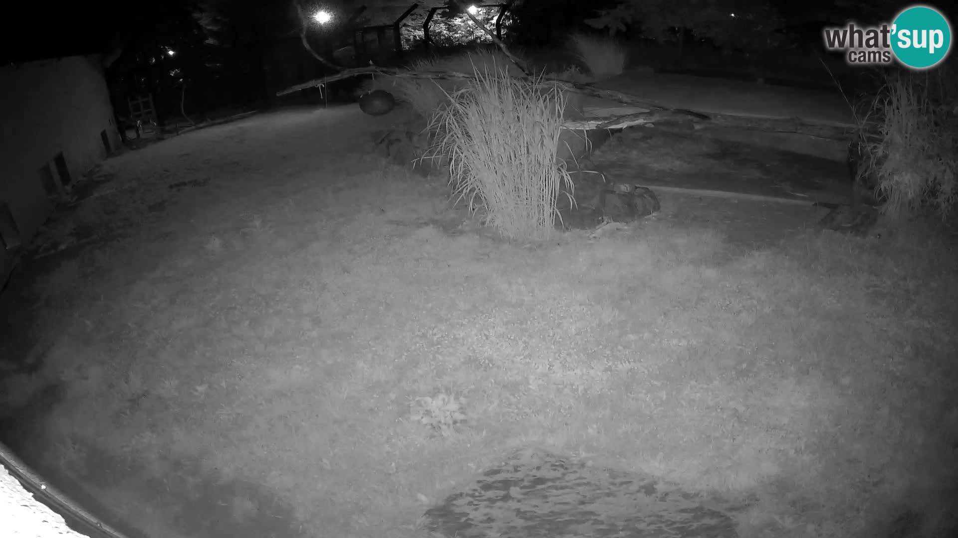 LION live Webcam in Ljubljana Zoo – Slovenia
