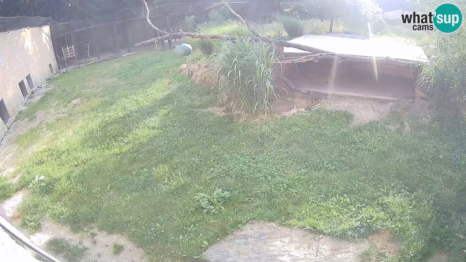 LEONE live Webcam nello zoo di Lubiana – Slovenia
