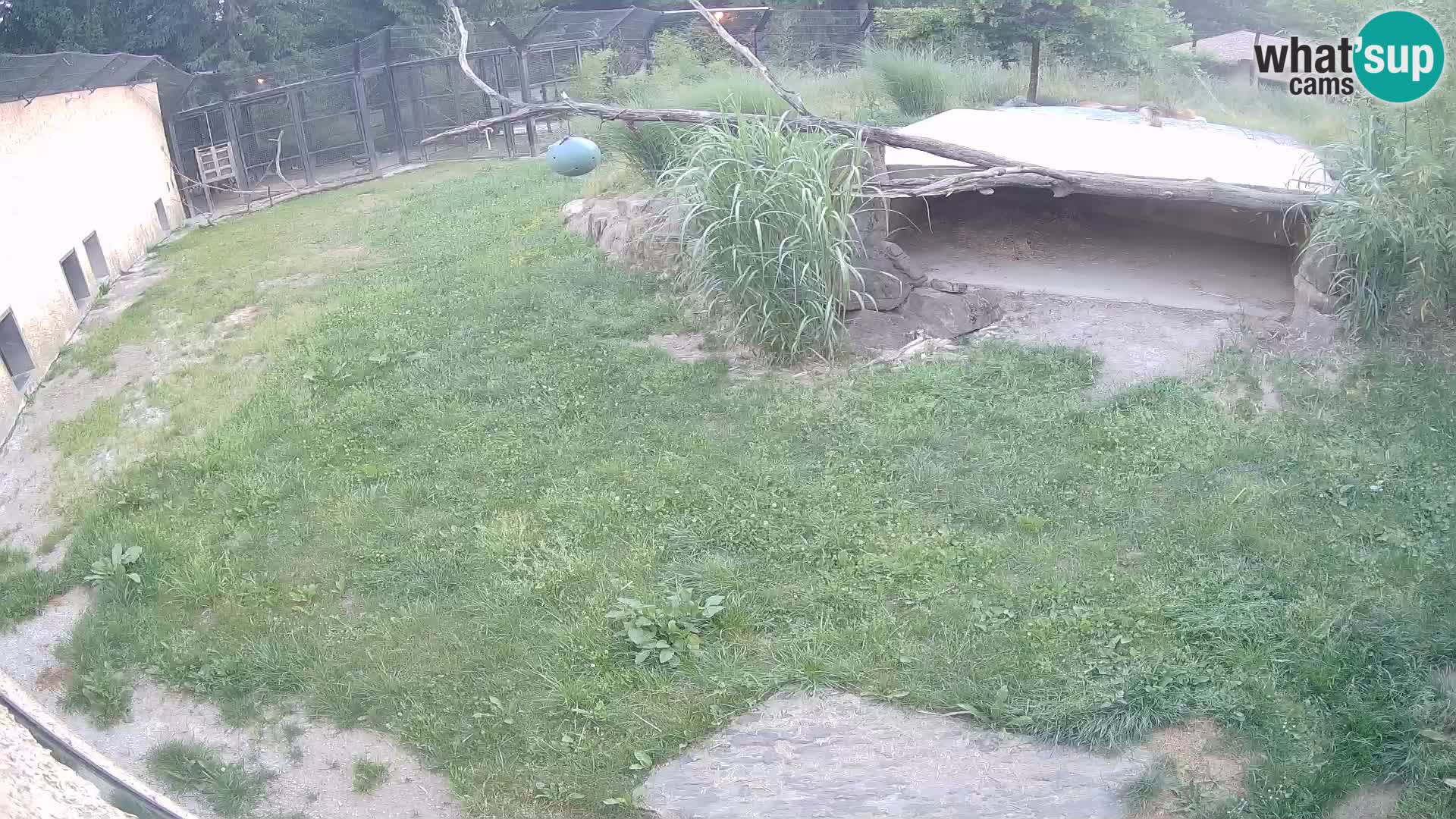LION live Webcam in Ljubljana Zoo – Slovenia
