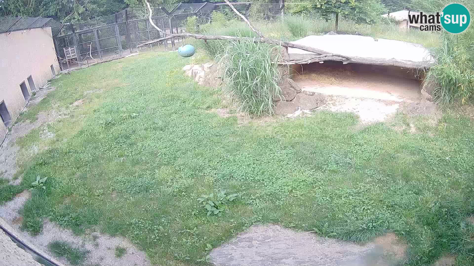 Lavovi web kamera uživo u ljubljanskom zoološkom vrtu – Slovenija