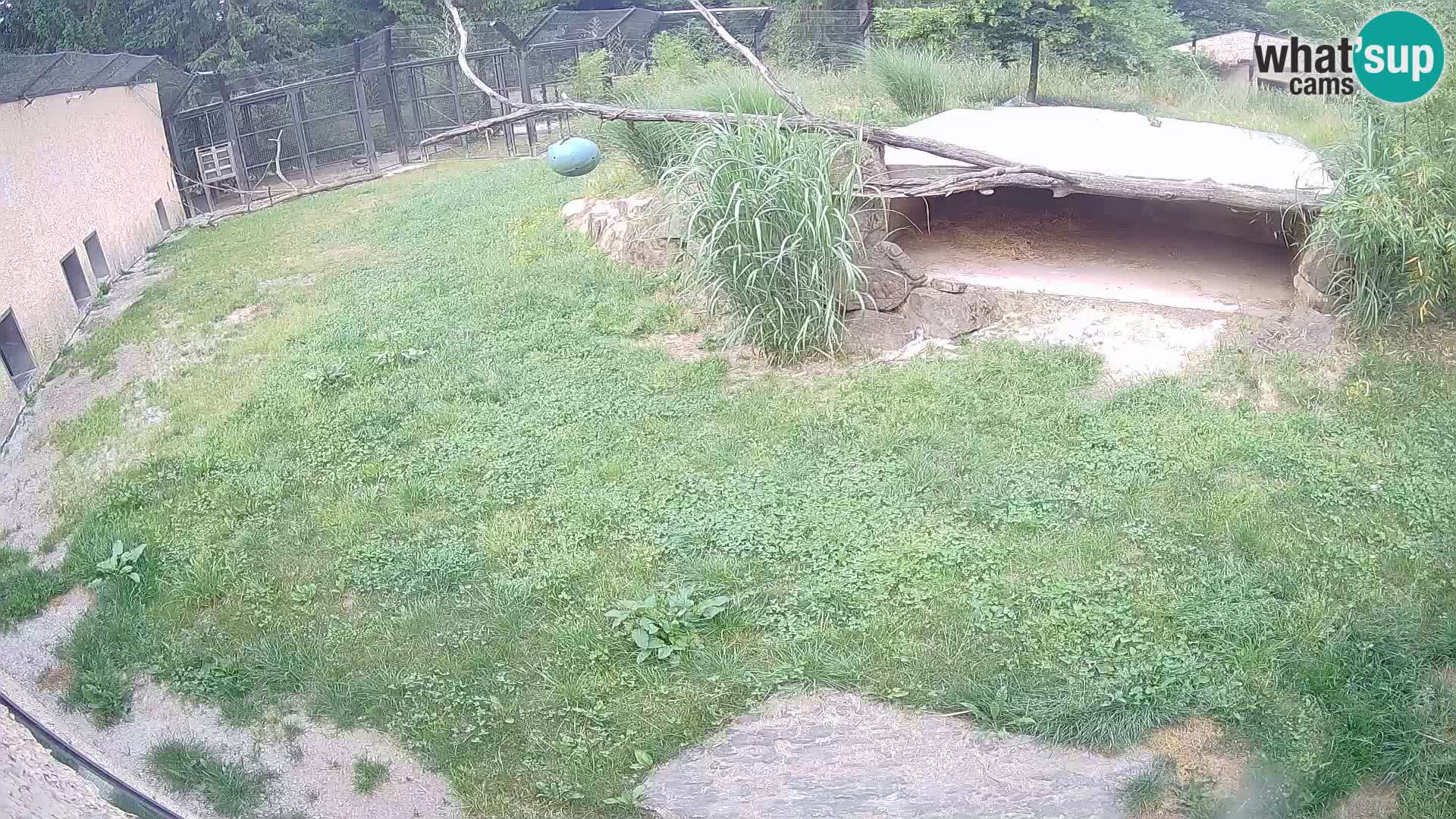 Löwe live Webcam im Zoo von Ljubljana – Slowenien