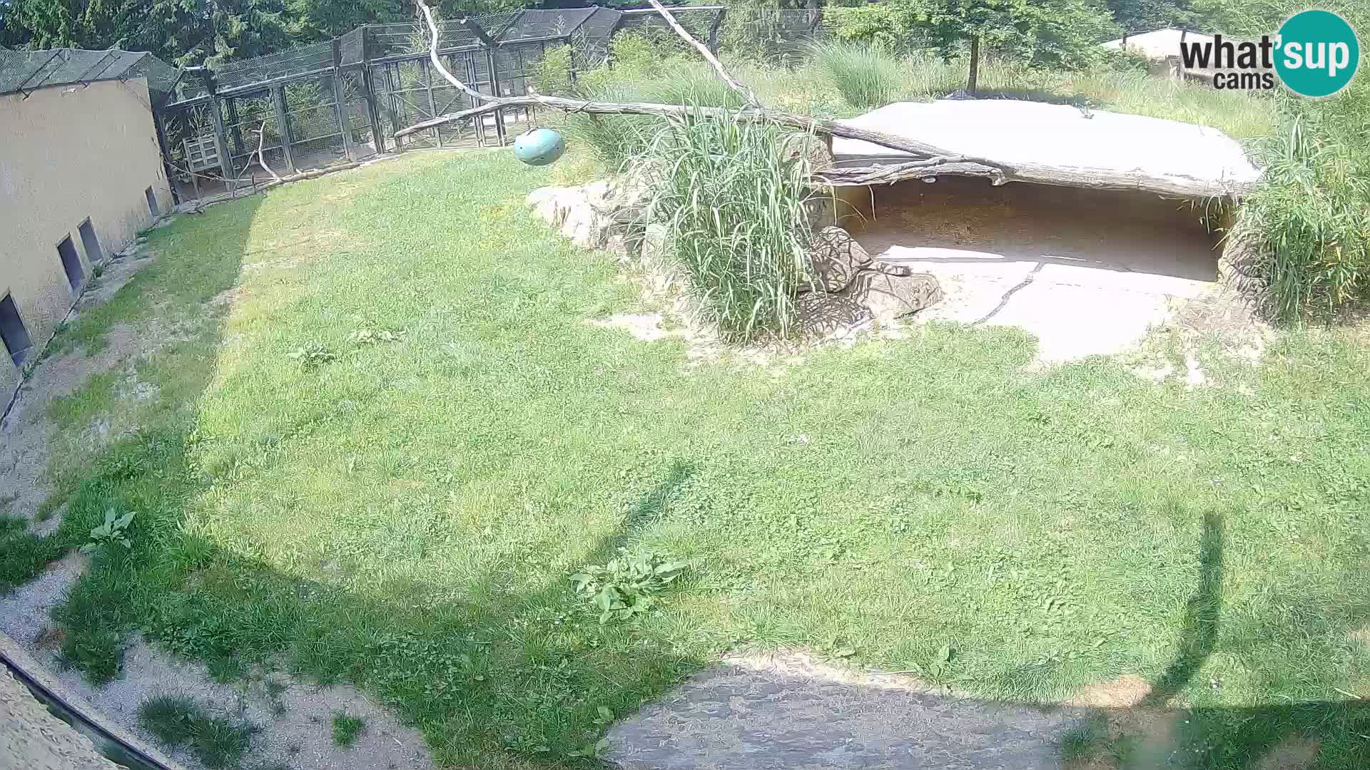 Lavovi web kamera uživo u ljubljanskom zoološkom vrtu – Slovenija