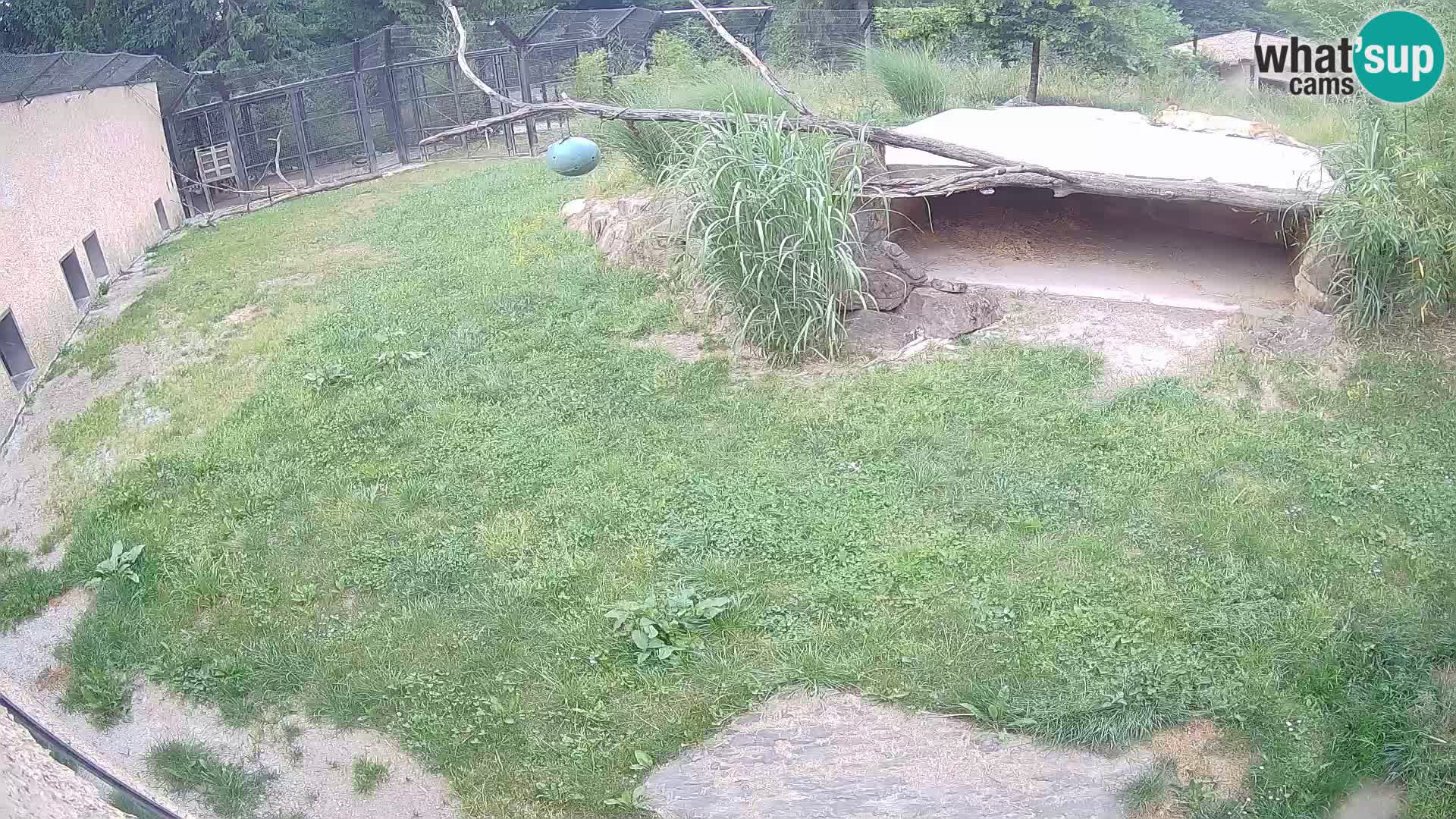 Löwe live Webcam im Zoo von Ljubljana – Slowenien