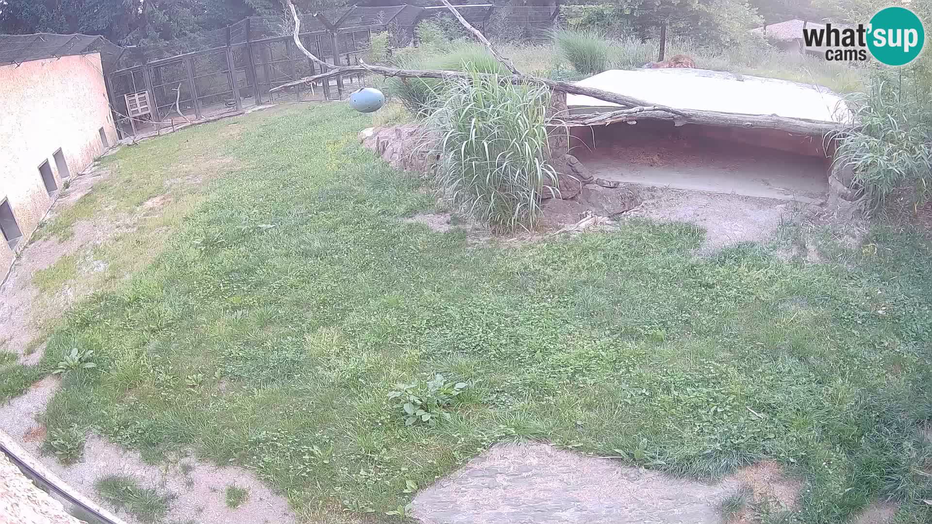 LION live Webcam in Ljubljana Zoo – Slovenia