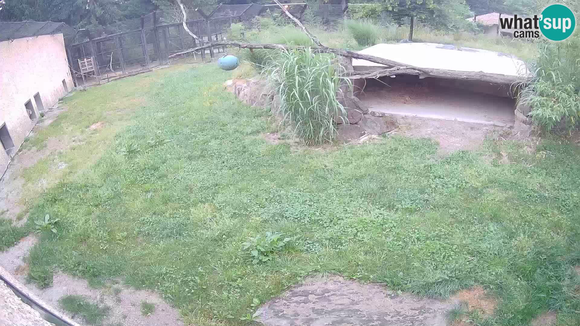 LEONE live Webcam nello zoo di Lubiana – Slovenia