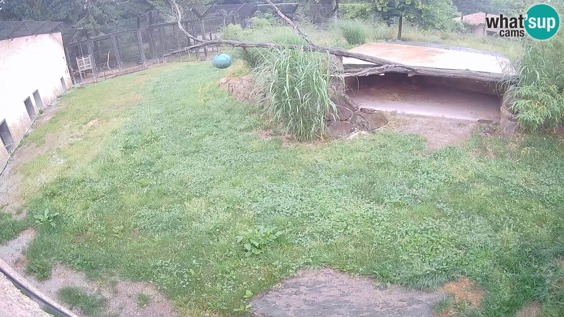 Löwe live Webcam im Zoo von Ljubljana – Slowenien