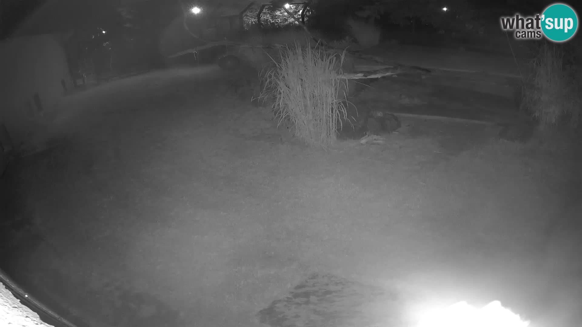LION live Webcam in Ljubljana Zoo – Slovenia