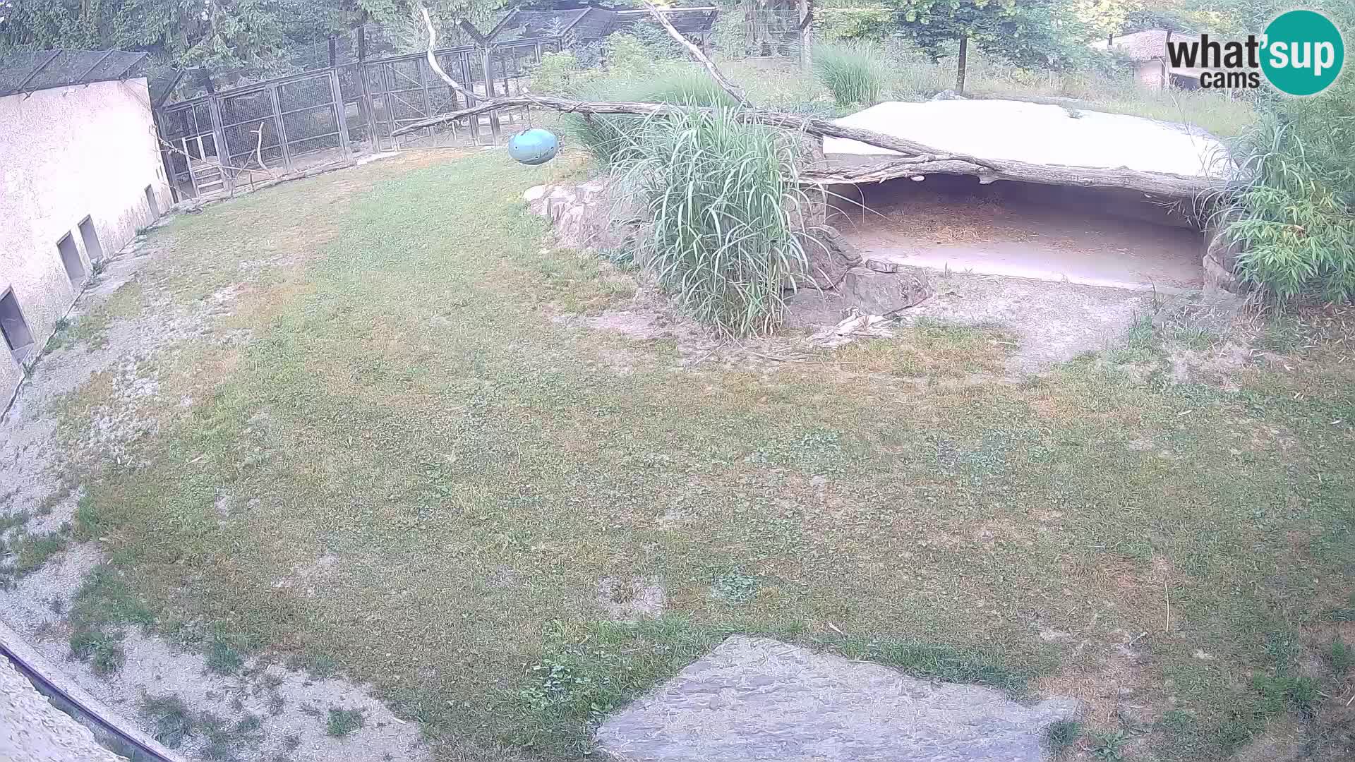 LION live Webcam in Ljubljana Zoo – Slovenia