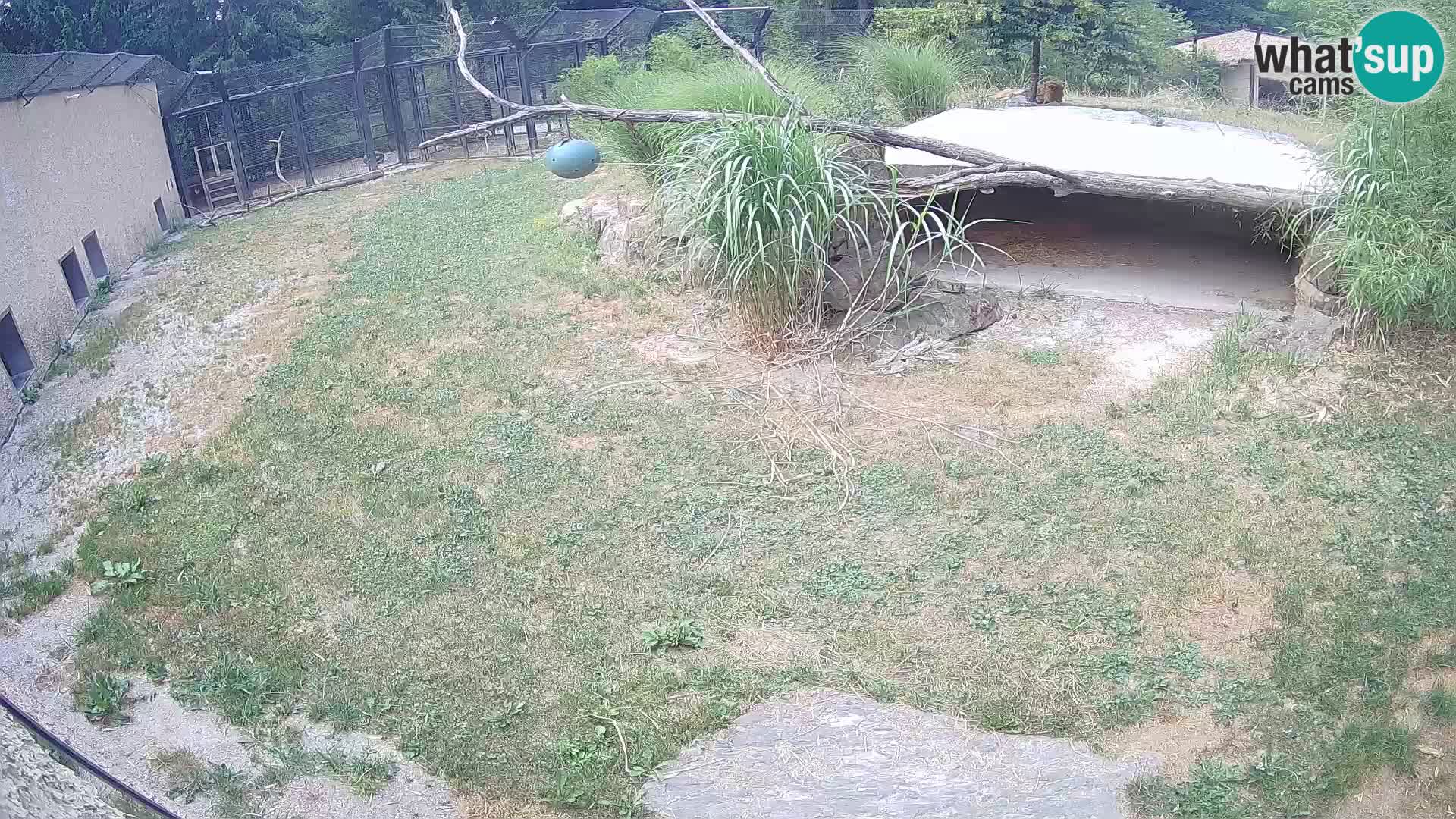 Lavovi web kamera uživo u ljubljanskom zoološkom vrtu – Slovenija