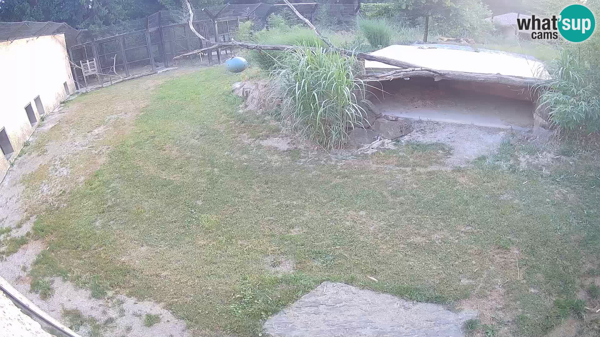 LEONE live Webcam nello zoo di Lubiana – Slovenia