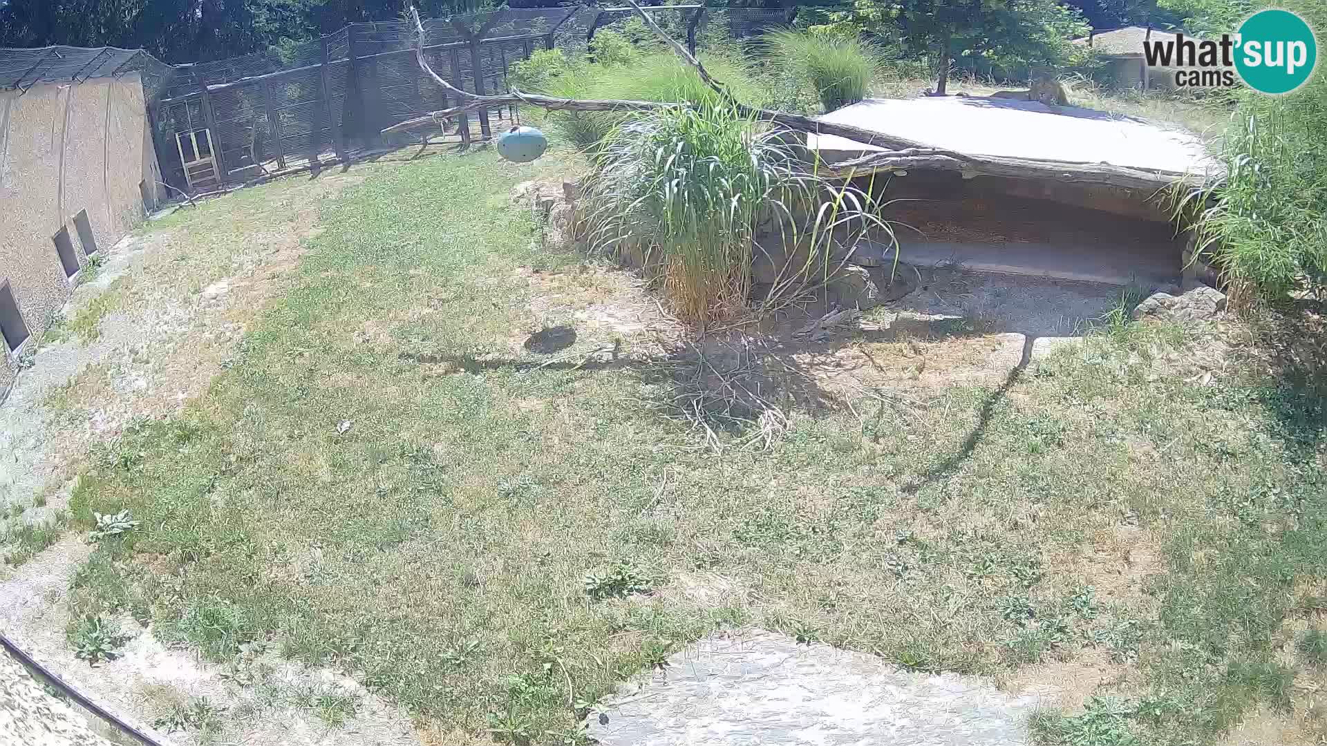Löwe live Webcam im Zoo von Ljubljana – Slowenien
