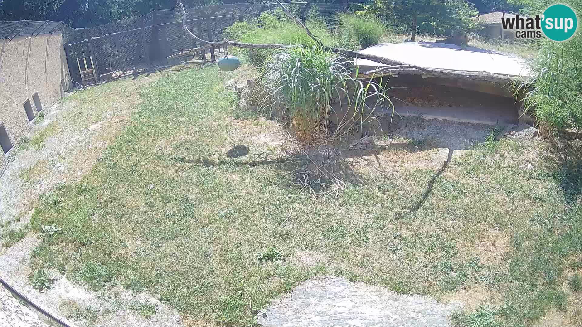 LION live Webcam in Ljubljana Zoo – Slovenia