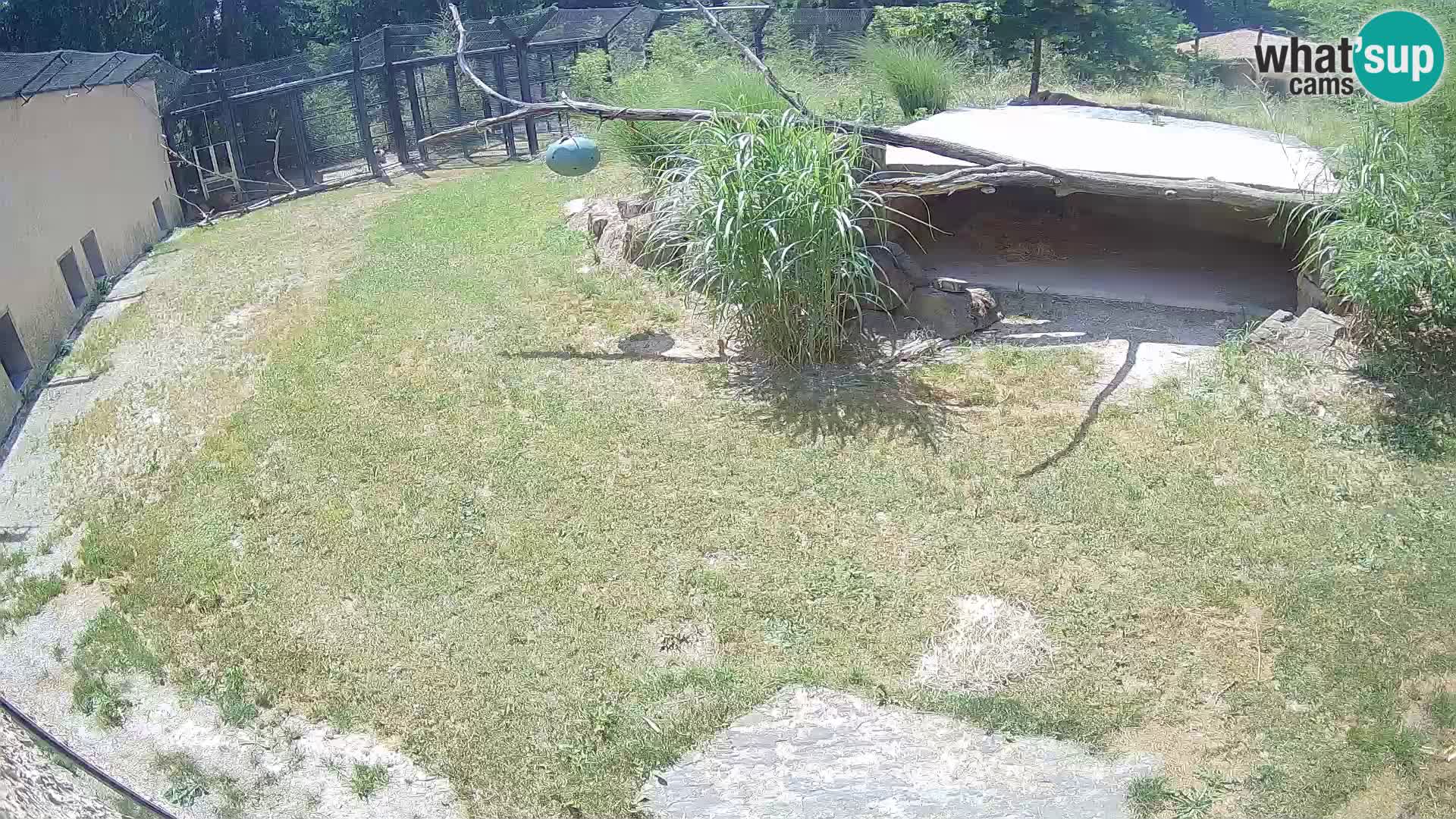 LION live Webcam in Ljubljana Zoo – Slovenia