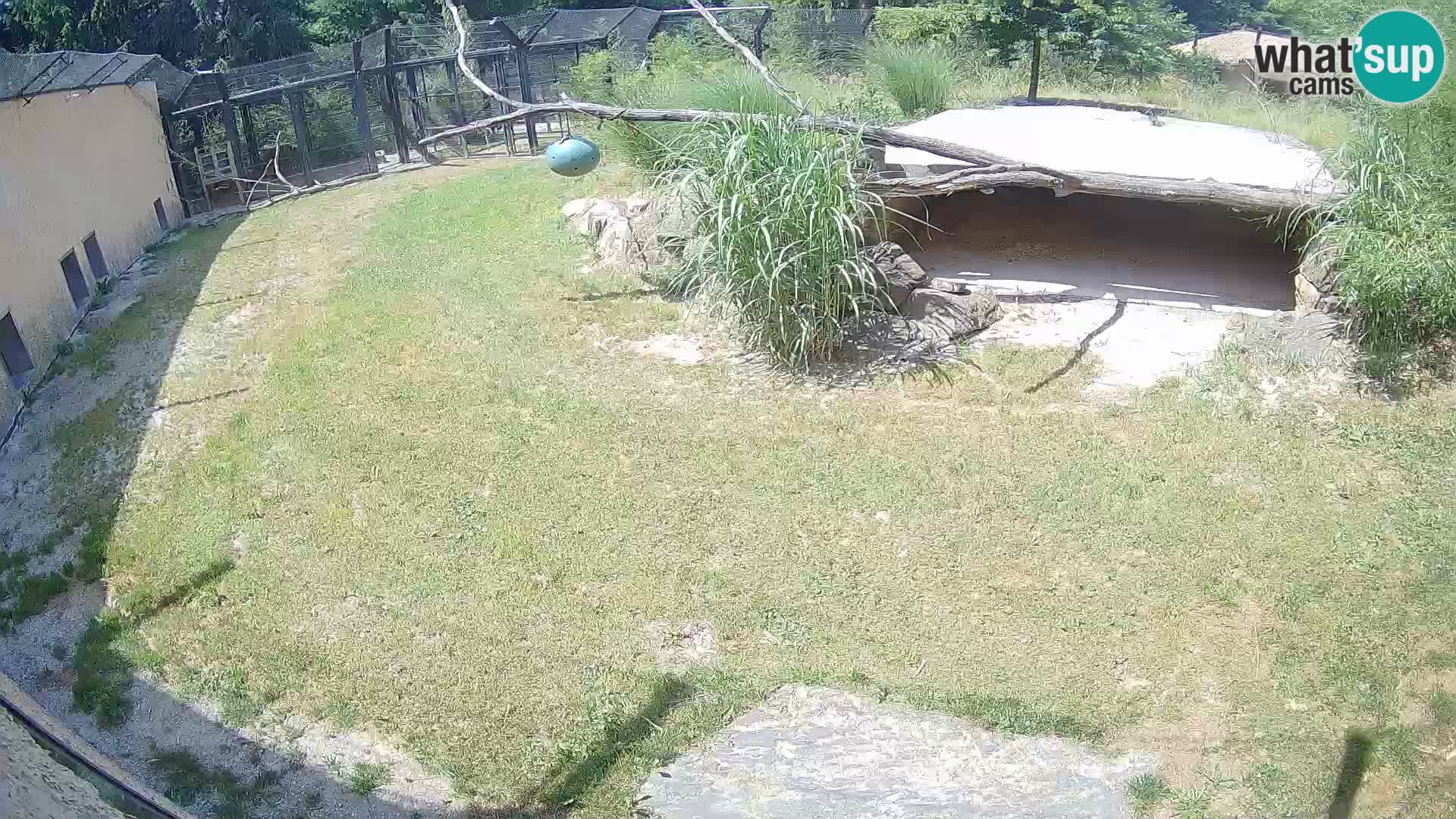 LION live Webcam in Ljubljana Zoo – Slovenia