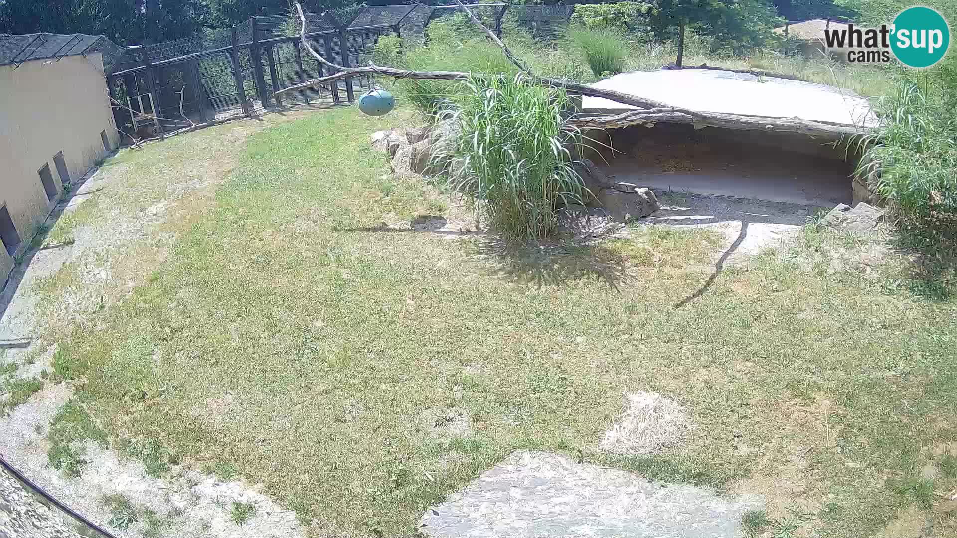 Löwe live Webcam im Zoo von Ljubljana – Slowenien