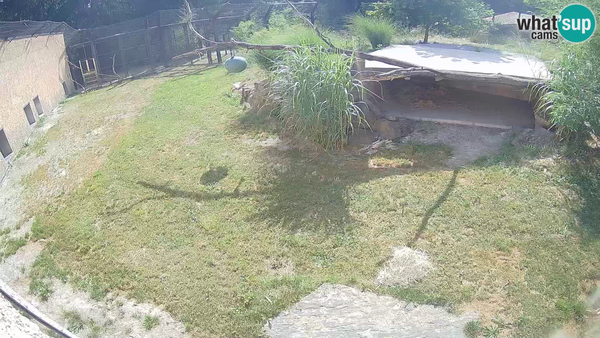 LION live Webcam in Ljubljana Zoo – Slovenia