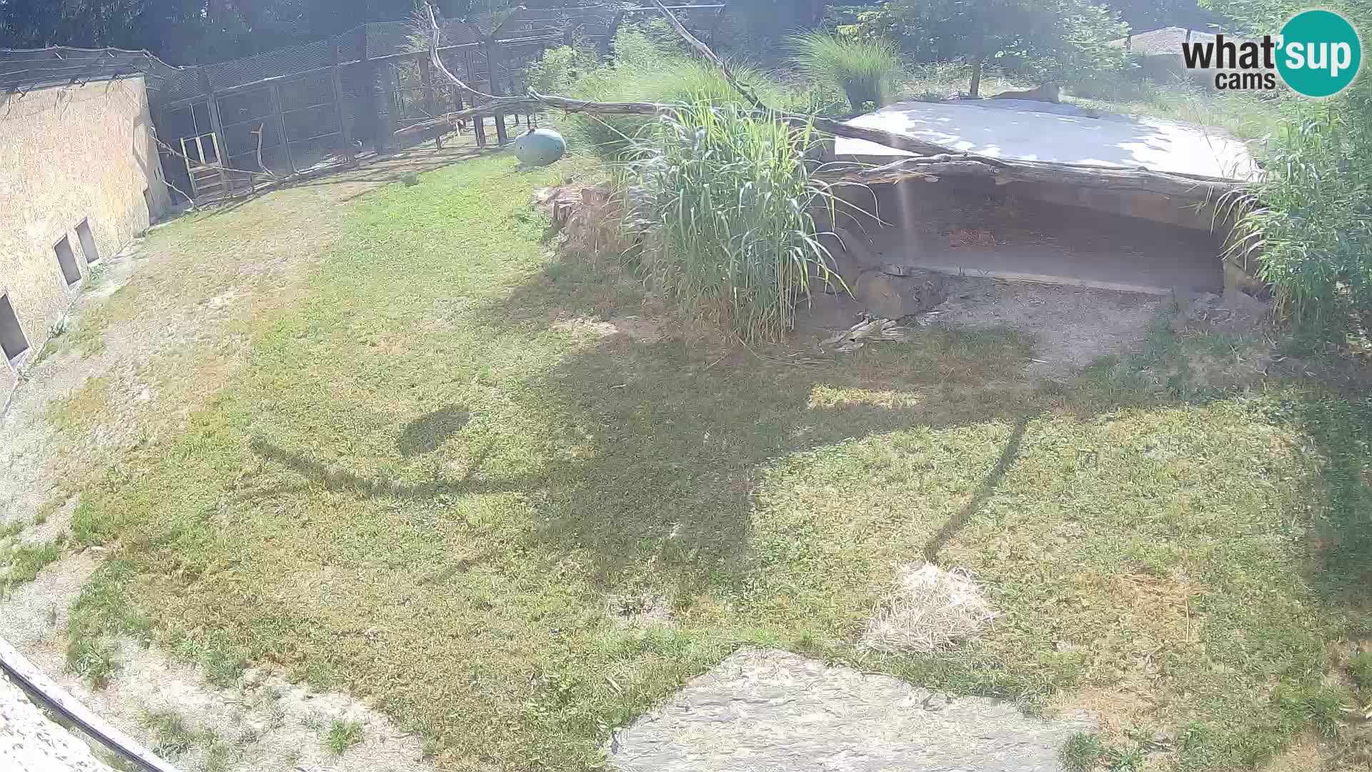 LION live Webcam in Ljubljana Zoo – Slovenia
