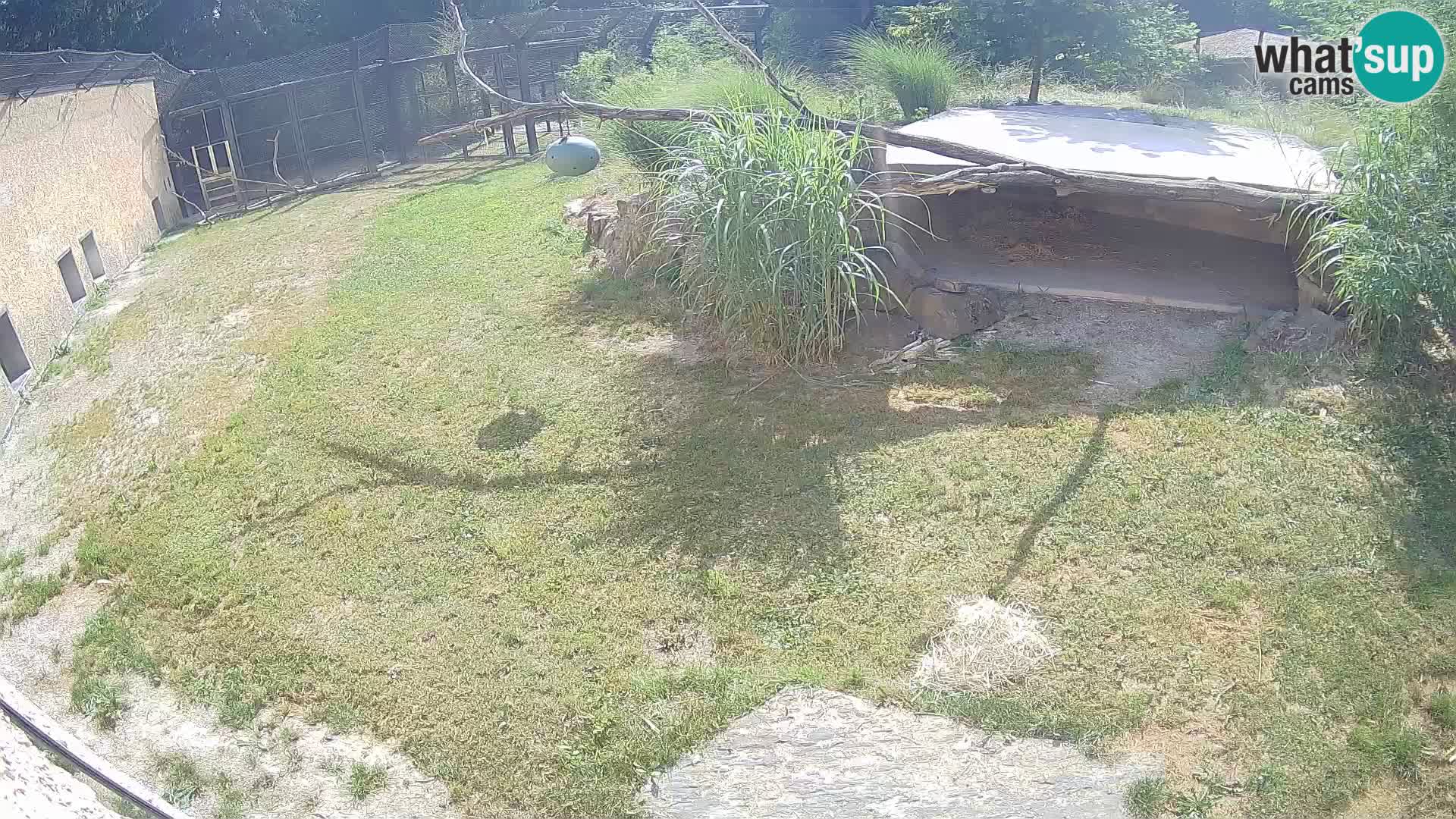 LION live Webcam in Ljubljana Zoo – Slovenia