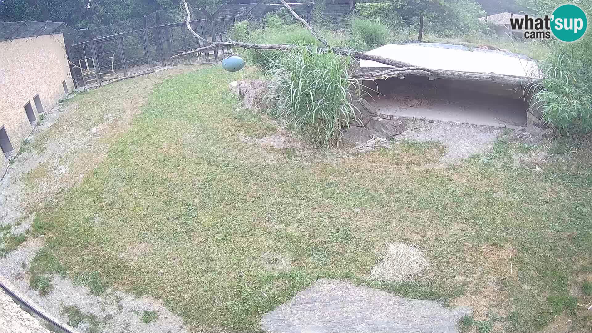 LION live Webcam in Ljubljana Zoo – Slovenia