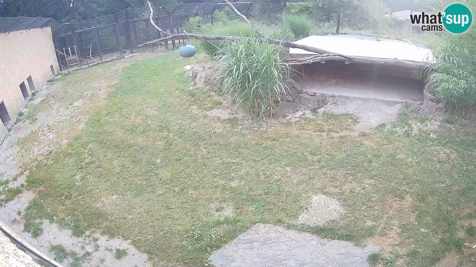 LION live Webcam in Ljubljana Zoo – Slovenia