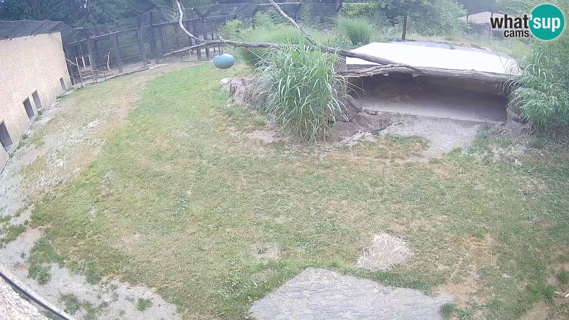 LION live Webcam in Ljubljana Zoo – Slovenia