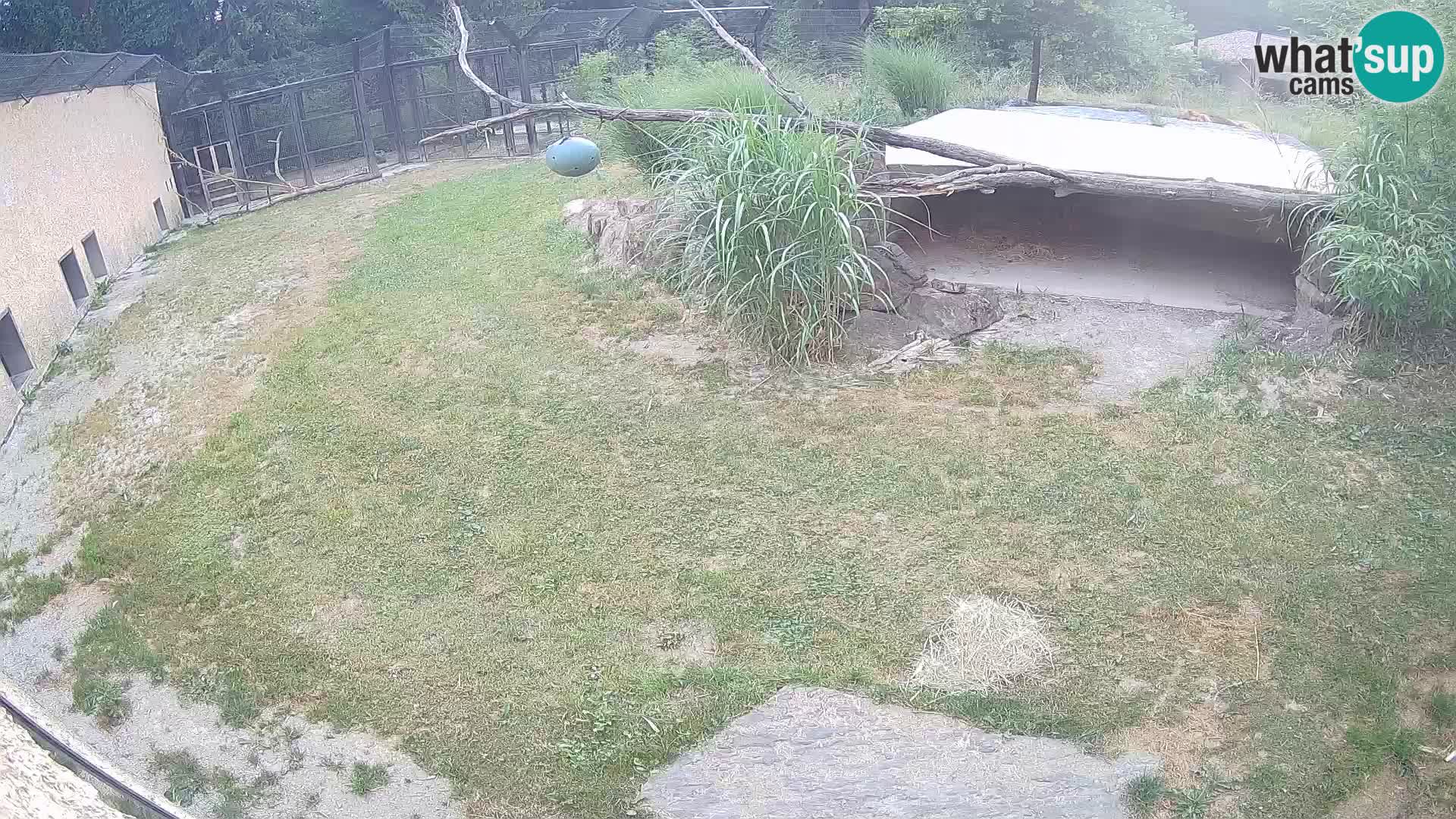 LION live Webcam in Ljubljana Zoo – Slovenia