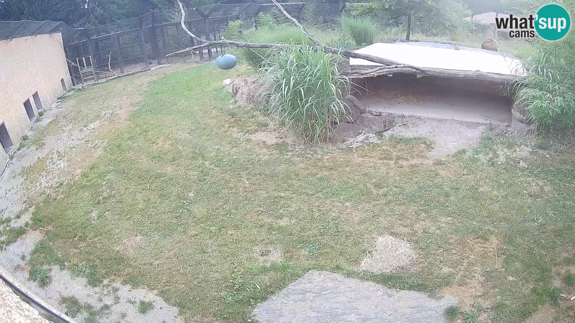 LION live Webcam in Ljubljana Zoo – Slovenia