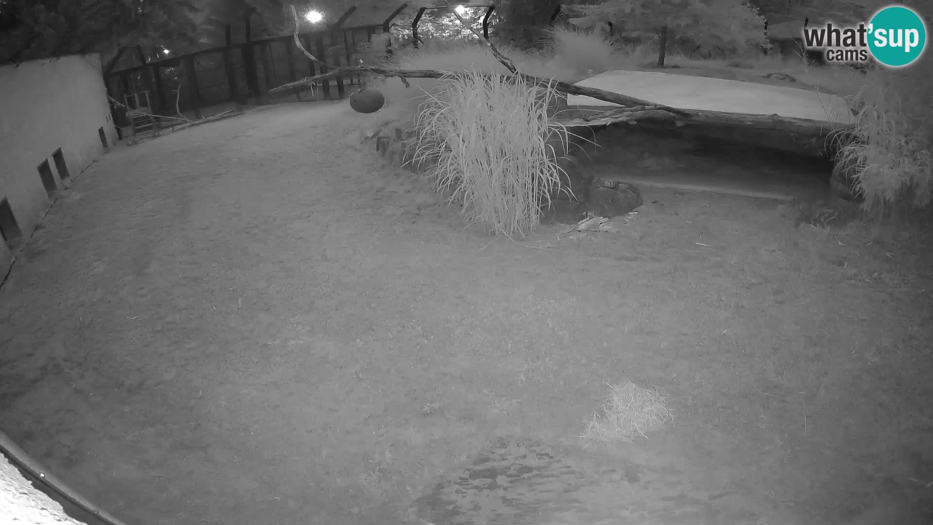 LION live Webcam in Ljubljana Zoo – Slovenia