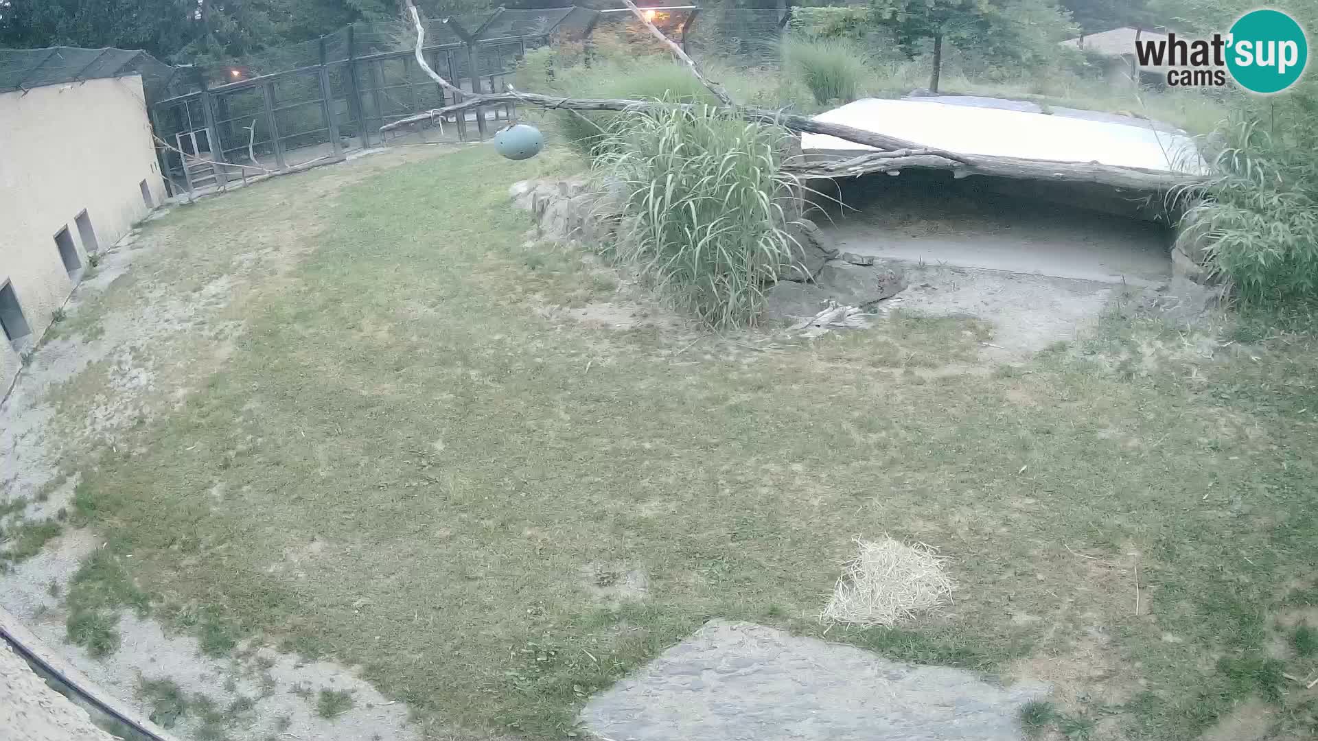 LEON Webcam en vivo en Ljubljana Zoo – Eslovenia