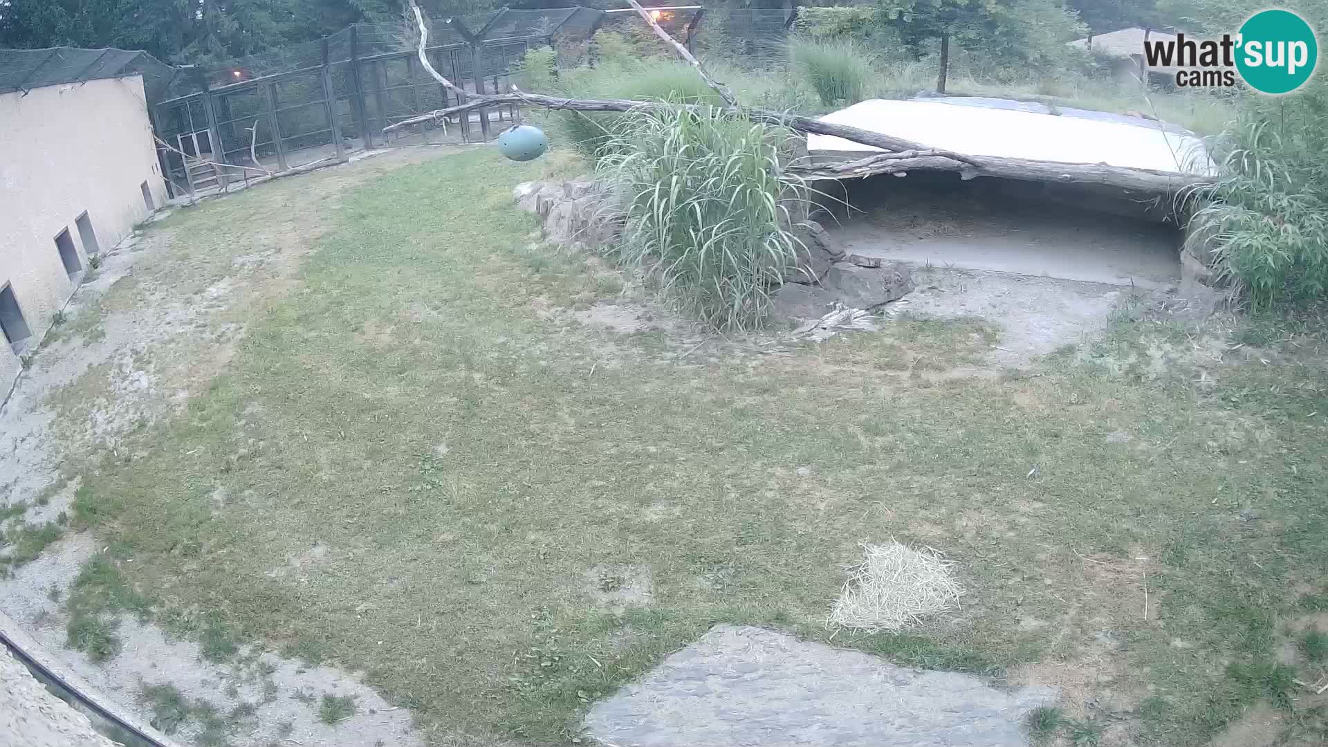 LION live Webcam in Ljubljana Zoo – Slovenia