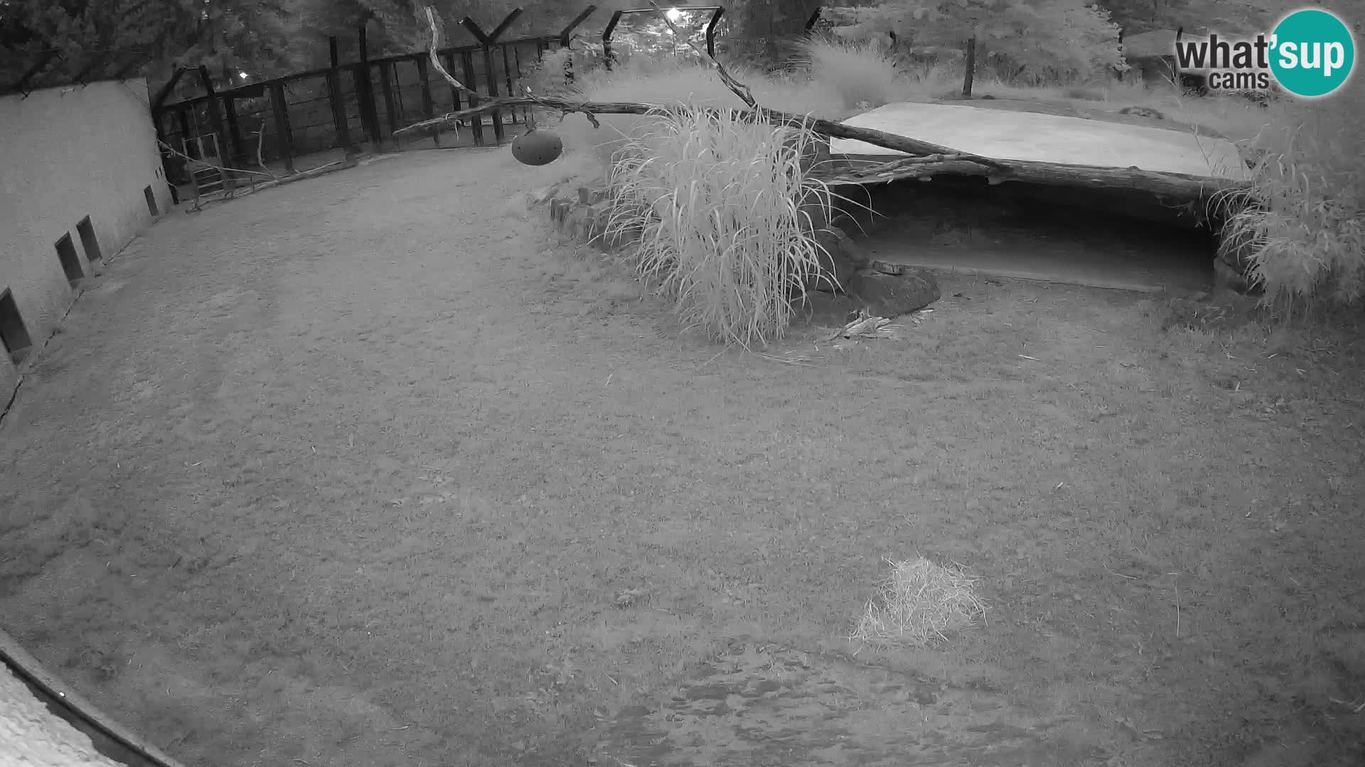 Löwe live Webcam im Zoo von Ljubljana – Slowenien