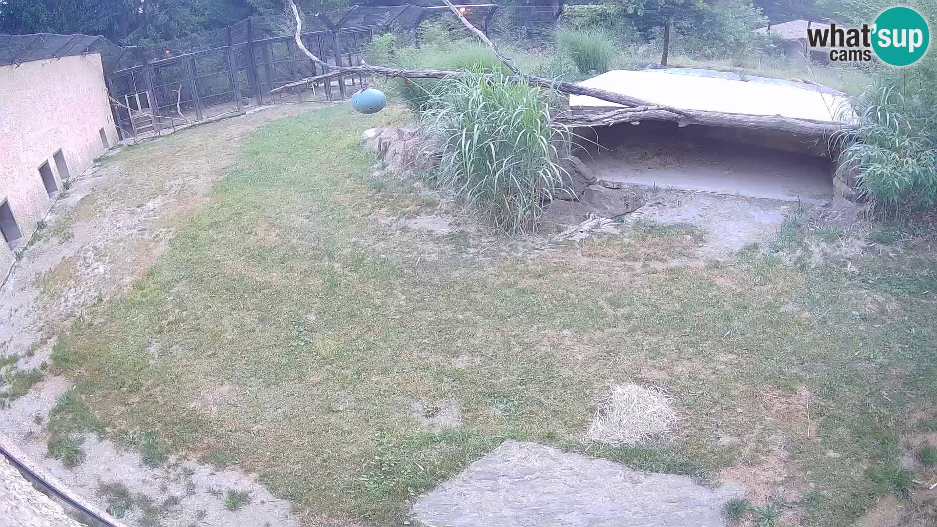 Löwe live Webcam im Zoo von Ljubljana – Slowenien