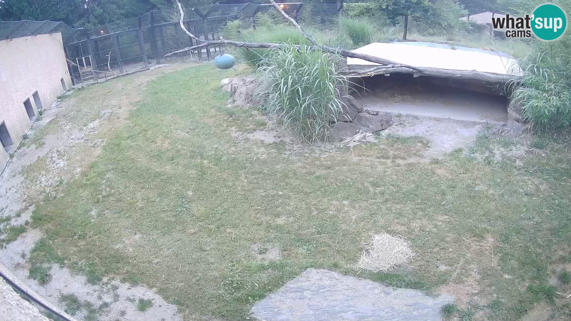 LION live Webcam in Ljubljana Zoo – Slovenia