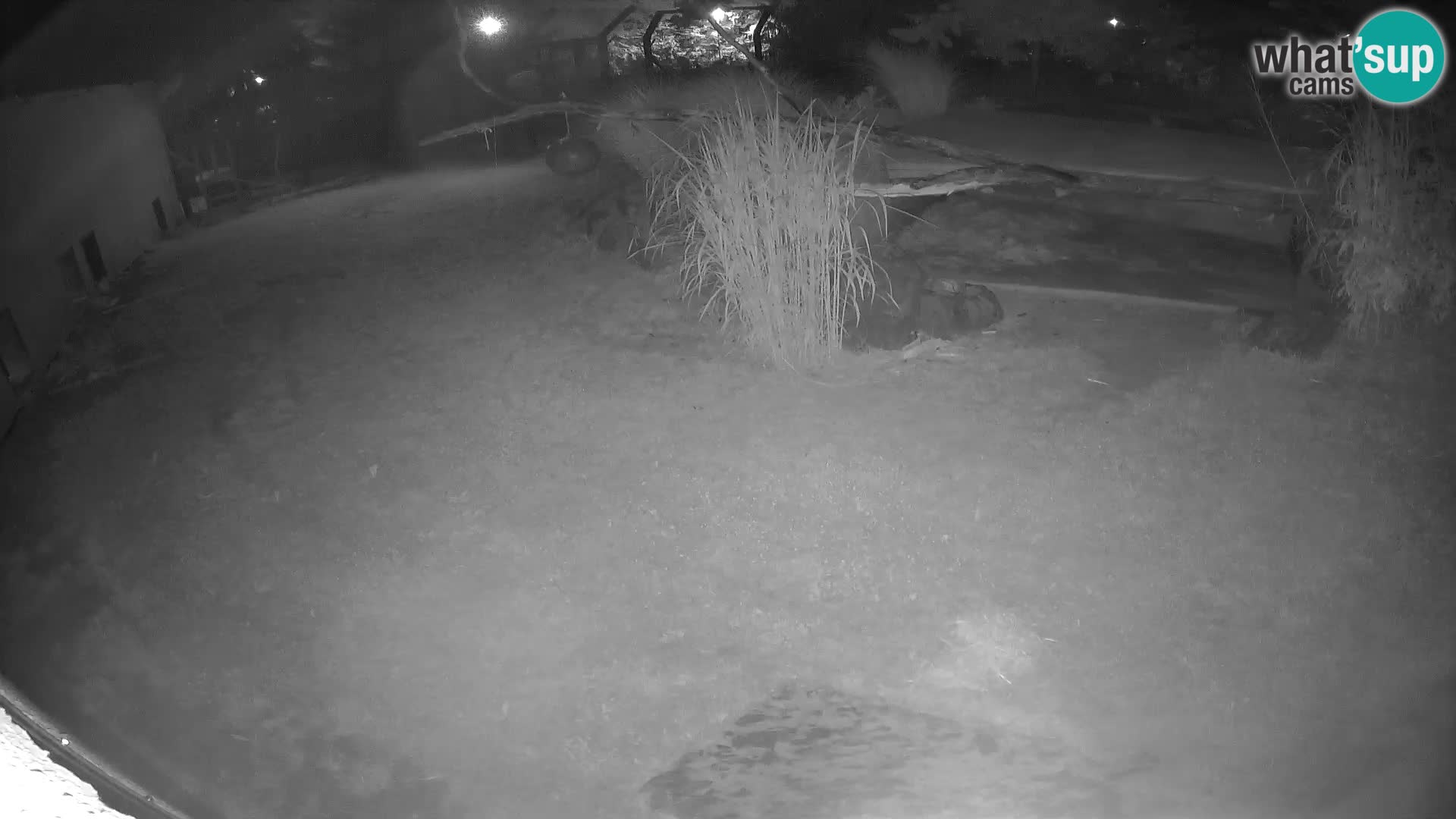 LION live Webcam in Ljubljana Zoo – Slovenia