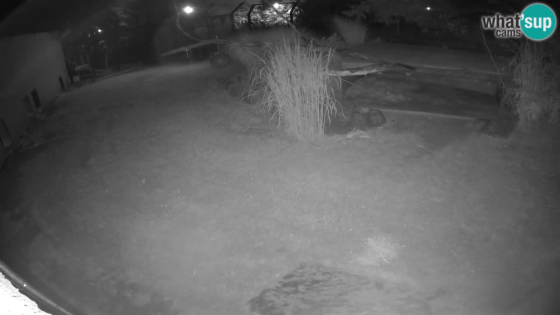 LION live Webcam in Ljubljana Zoo – Slovenia