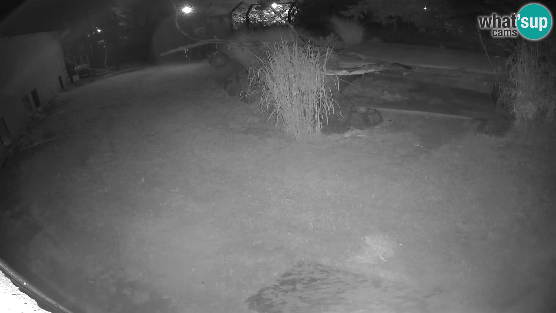 LION live Webcam in Ljubljana Zoo – Slovenia