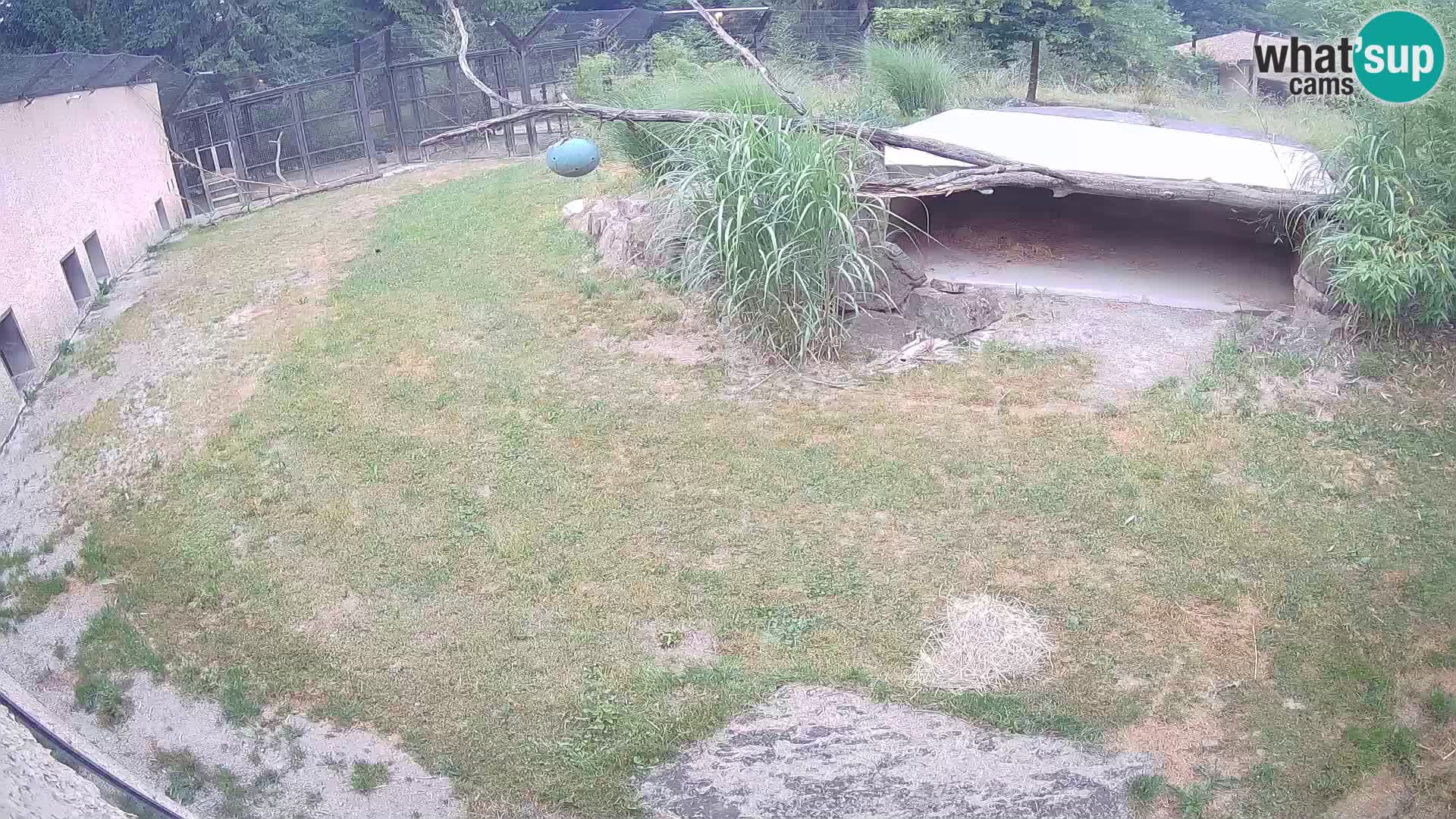 LION live Webcam in Ljubljana Zoo – Slovenia