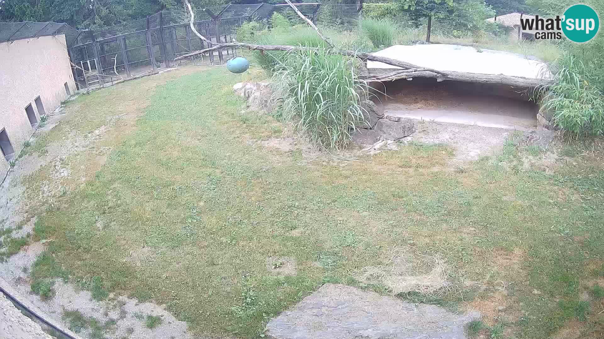 LEONE live Webcam nello zoo di Lubiana – Slovenia